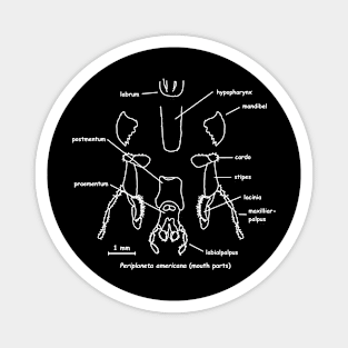 Cockroaches mouthparts, labeled Magnet